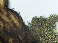 Seifertia azaleae image