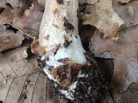 Boletus atkinsonianus image