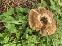Lentinus crinitus image