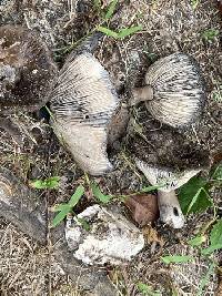 Russula albonigra image