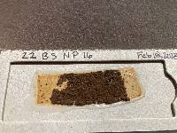 Nothopassalora personata image