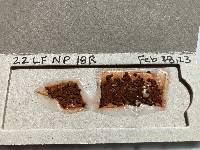 Nothopassalora personata image