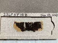 Nothopassalora personata image