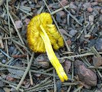 Pluteus fulvobadius image