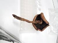 Agaricus cordillerensis image