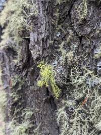 Letharia lupina image