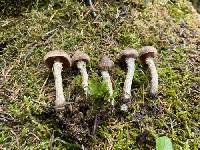 Cortinarius angelesianus image