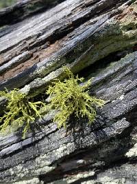 Letharia lupina image