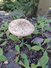 Amanita pantherinoides image