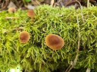 Inocybe petiginosa image