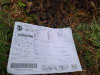 Coprinopsis pseudoradiata image