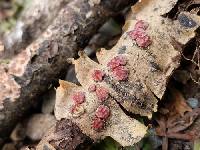 Thumbnail image of current specimen