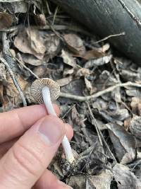 Inocybe pallidicremea image
