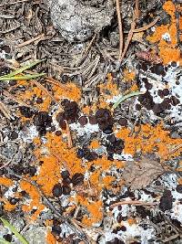 Thelebolus terrestris image