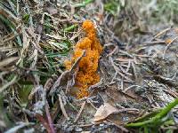 Thelebolus terrestris image