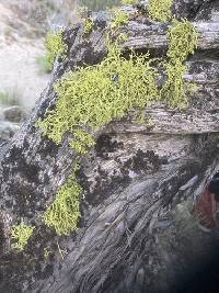 Letharia lupina image