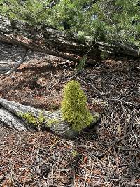 Letharia lupina image