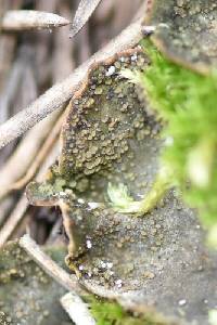 Peltigera lepidophora image