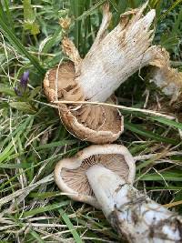 Hebeloma nanum image