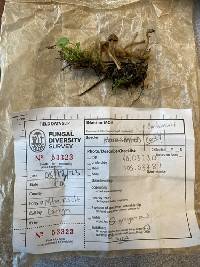 Inocybe subexilis image