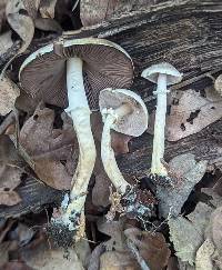 Agaricus friesianus image