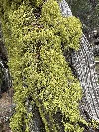 Letharia lupina image