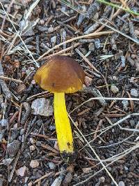 Pluteus fulvobadius image