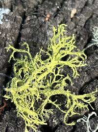 Letharia lupina image