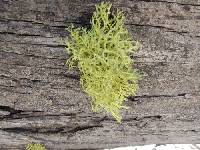 Letharia lupina image