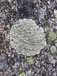 Media resource of Rhizoplaca novomexicana