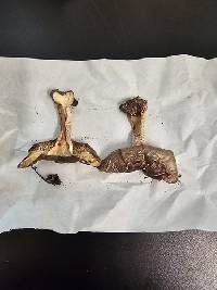 Tricholoma argenteum image