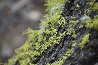 Letharia lupina image