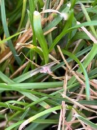 Laetisaria fuciformis image