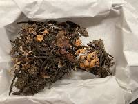 Cudonia sichuanensis image