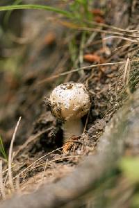 Amanita pantherinoides image