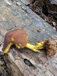 Pluteus fulvobadius image