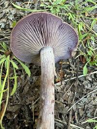 Clitocybe violaceifolia image