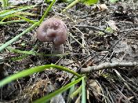 Clitocybe violaceifolia image