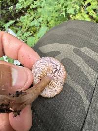 Clitocybe violaceifolia image