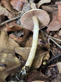 Agaricus friesianus image