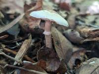 Agaricus friesianus image