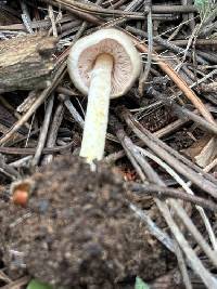 Agaricus friesianus image
