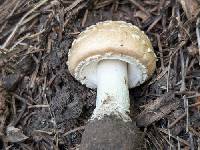 Amanita pantherinoides image