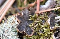 Peltigera lepidophora image
