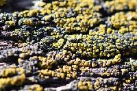 Candelariella antennaria image