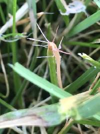 Laetisaria fuciformis image