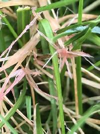 Laetisaria fuciformis image