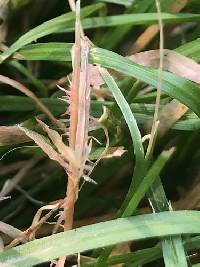 Laetisaria fuciformis image