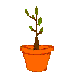 Image of a plant